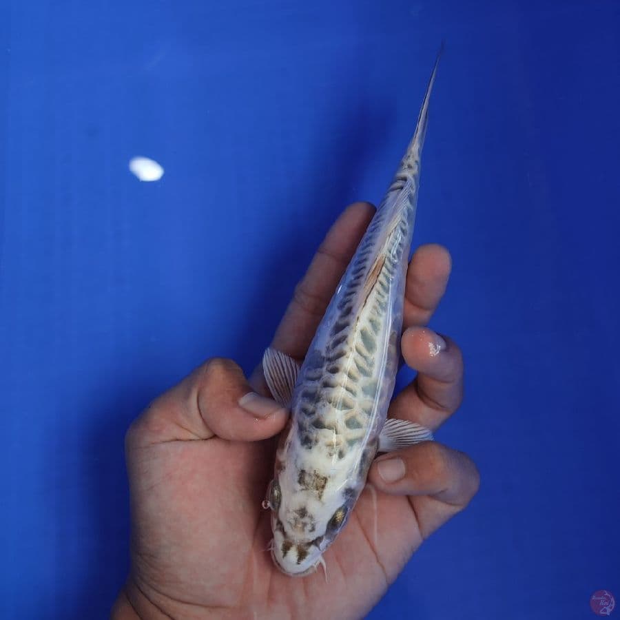 mukasi aragoke