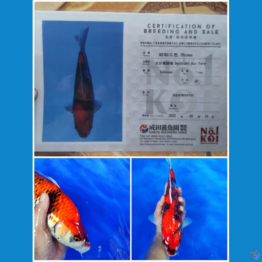 hiShowa 37cm