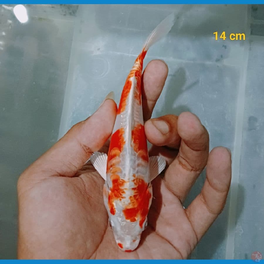 Hikari moyomono 14 cm