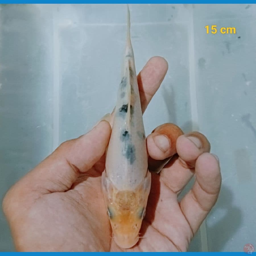 Bekko 15 cm