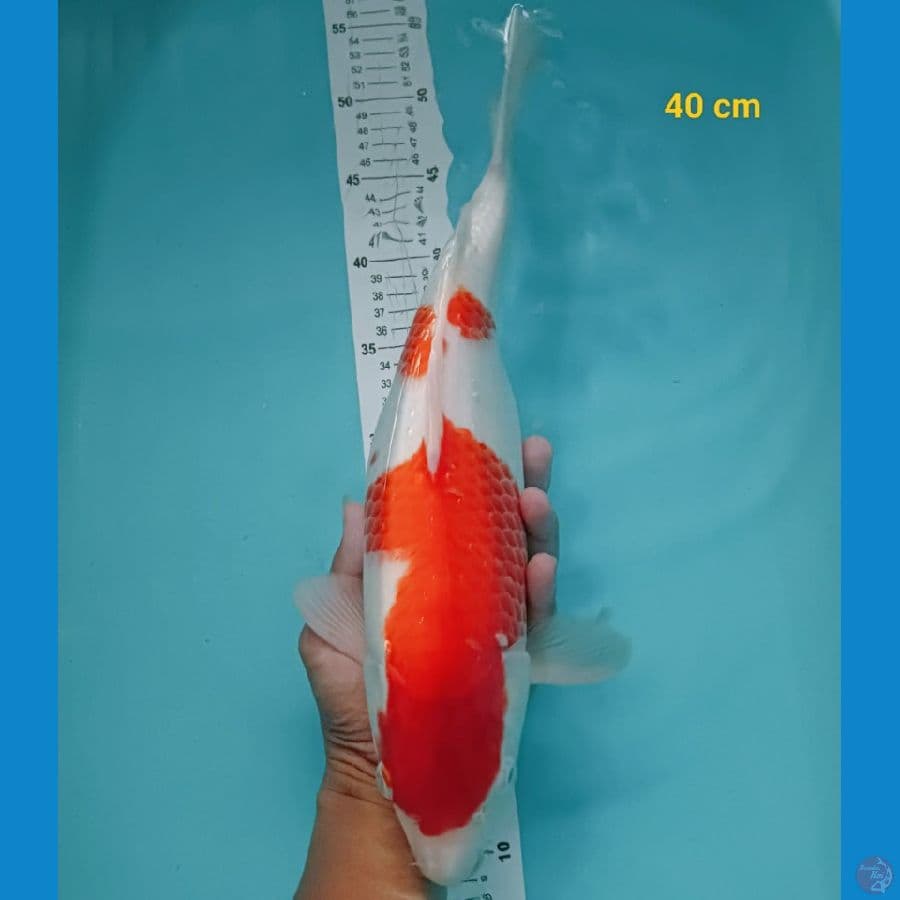 kohaku 40cm