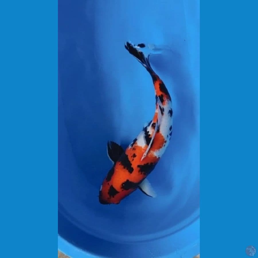 SHOWA FEMALE 50 CM