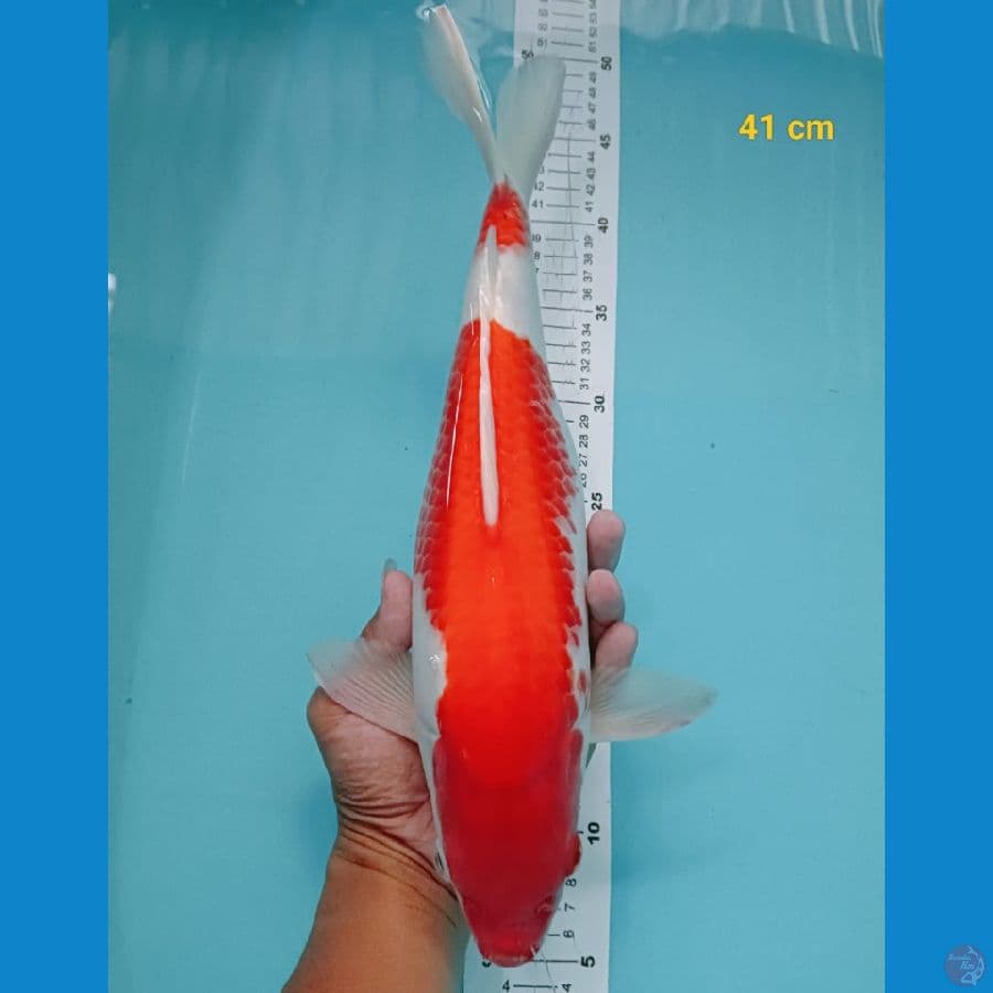 KOHAKU F1. 41 CM