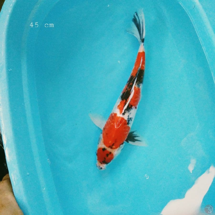 maruten showa 42 cm