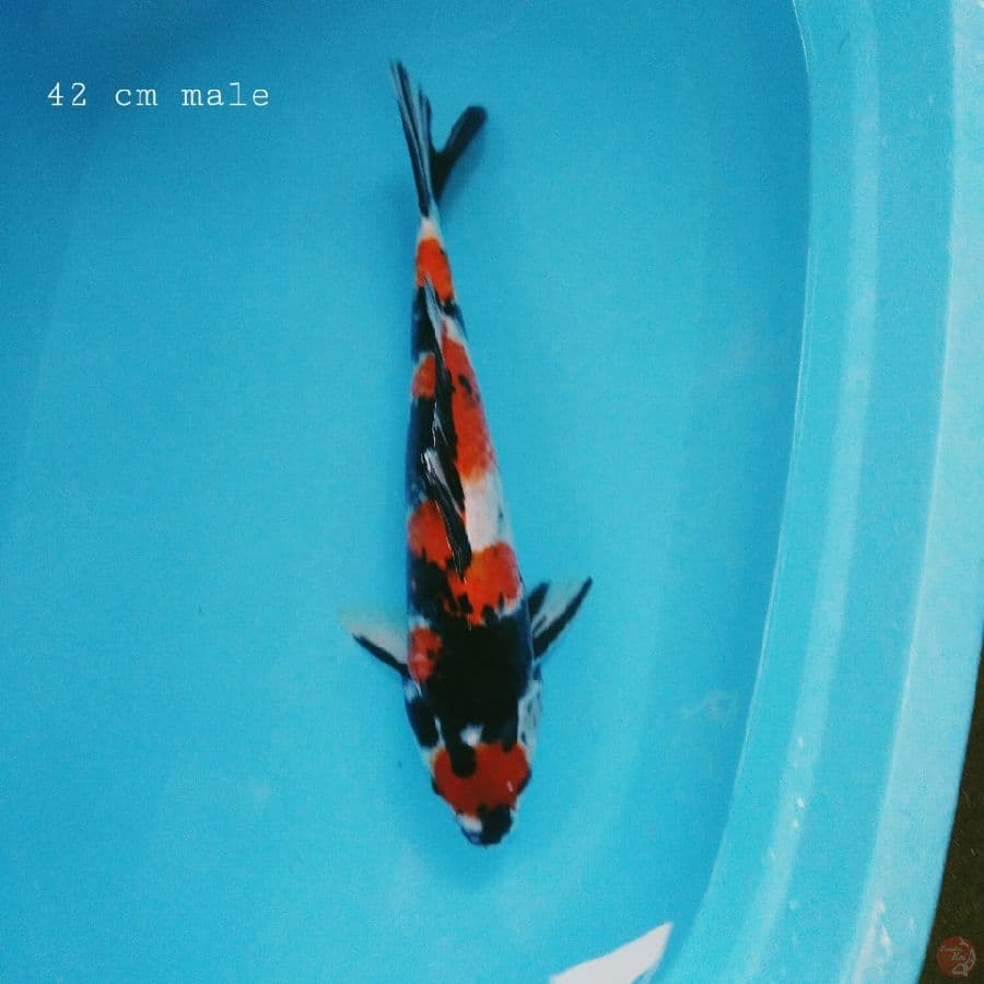 Maruten shoWa 42 cm Male