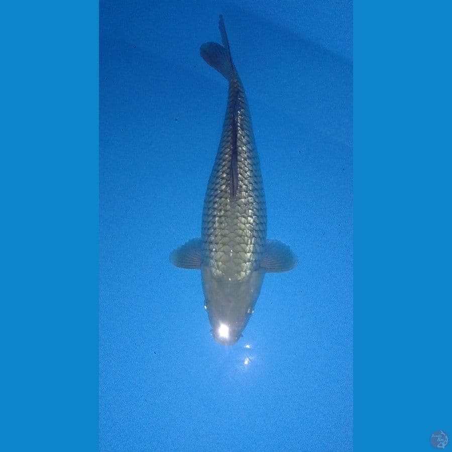 Soragoi Gindrin Bulky 35cm
