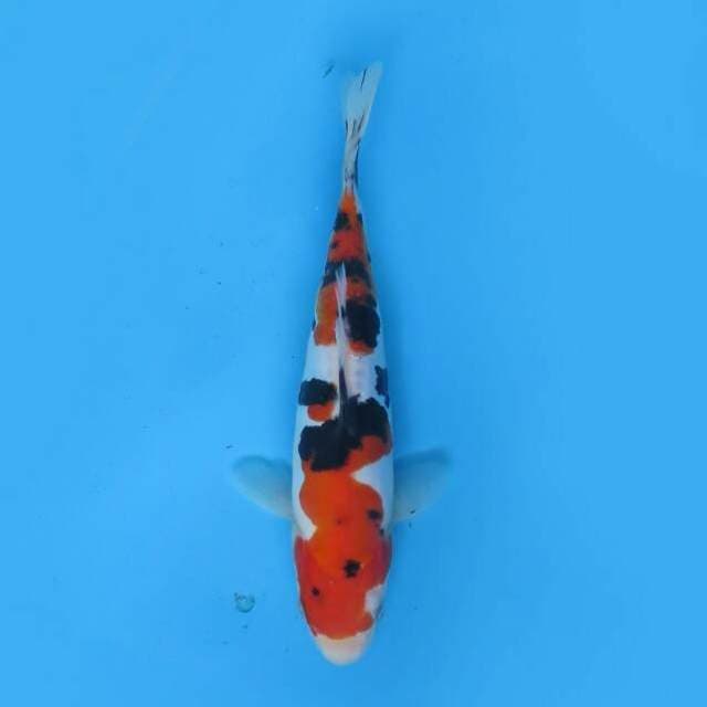 Sanke nidan 21 cm