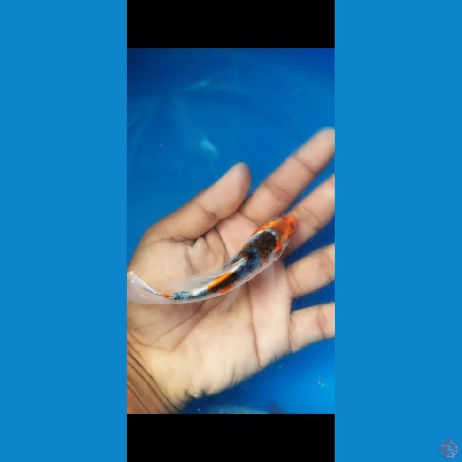 kumpay goshiki 12cm