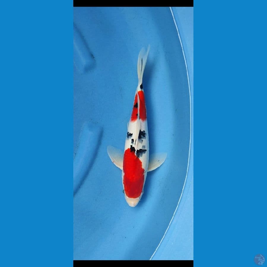 Taiso sanke 36 cm _jantan