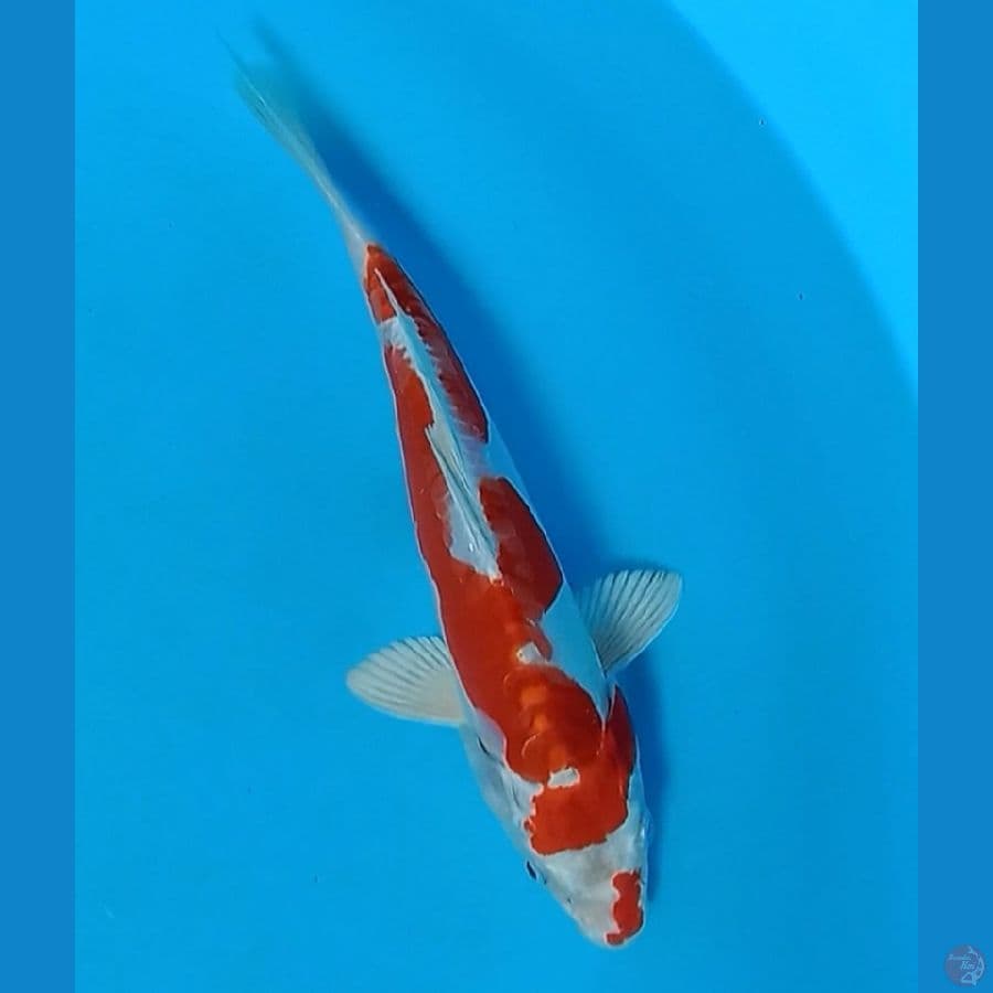 kikushui