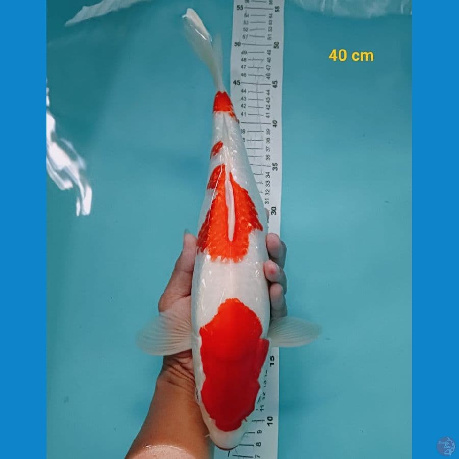 KOHAKU GINRIN 40CM™