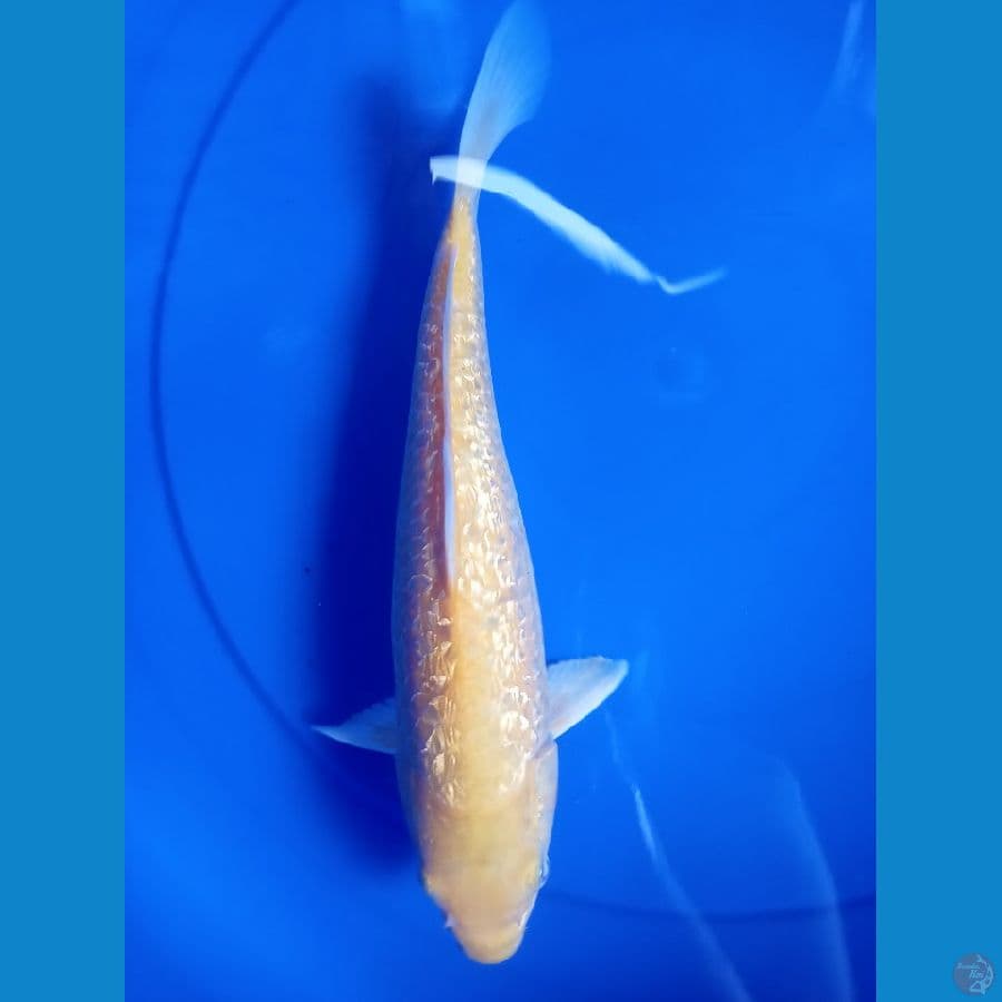 karasi gindrin 32 cm