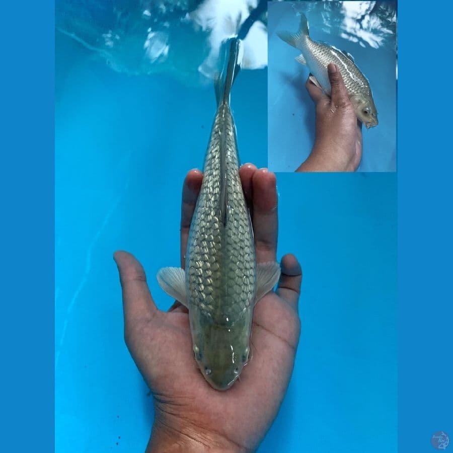 HQ soragoi bulky female 24cm calon jumbo