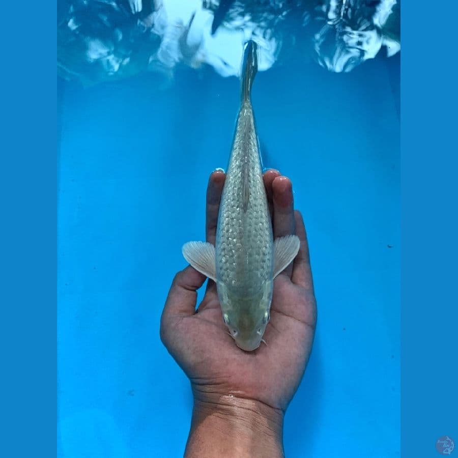 calon SQ soragoi (tinggal gemukin) male 25cm