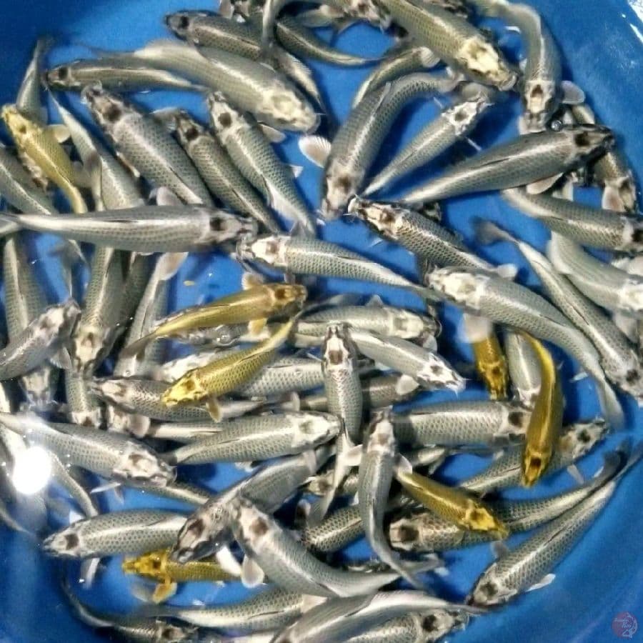 MUKASHI 75 EKOR. 15-25 CM