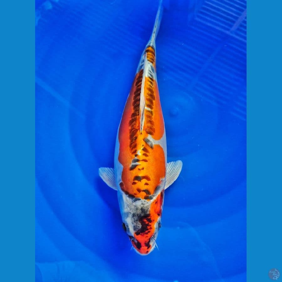 kin kikoryu 34cm