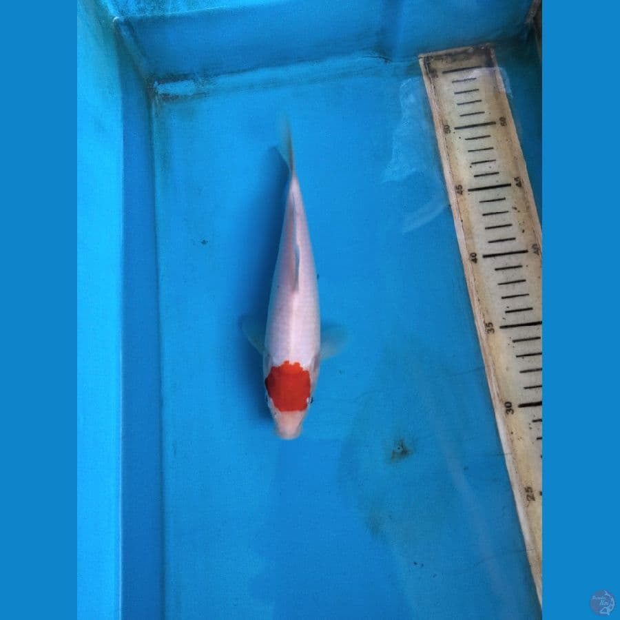 tanco 21cm