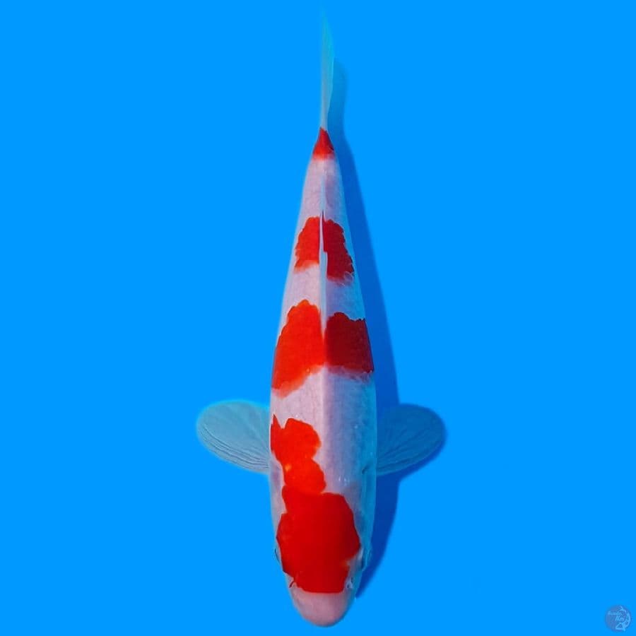 KOHAKU HQ 21cm