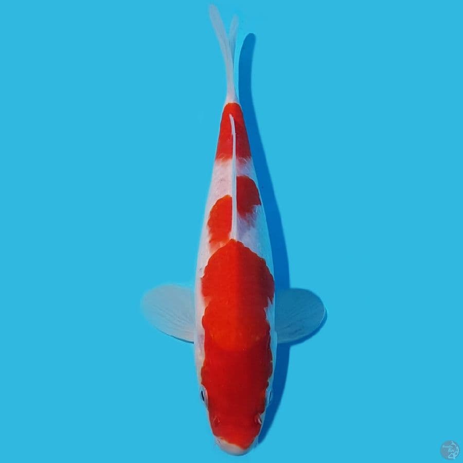 KOHAKU HQ 25cm