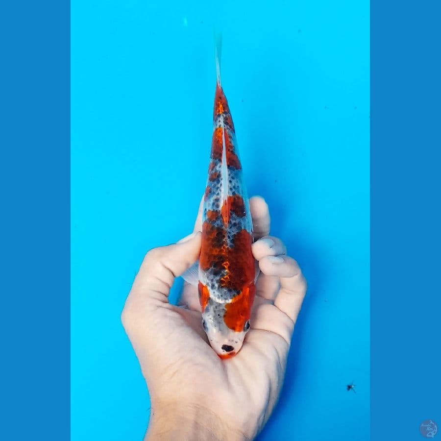 ghosiki 21cm