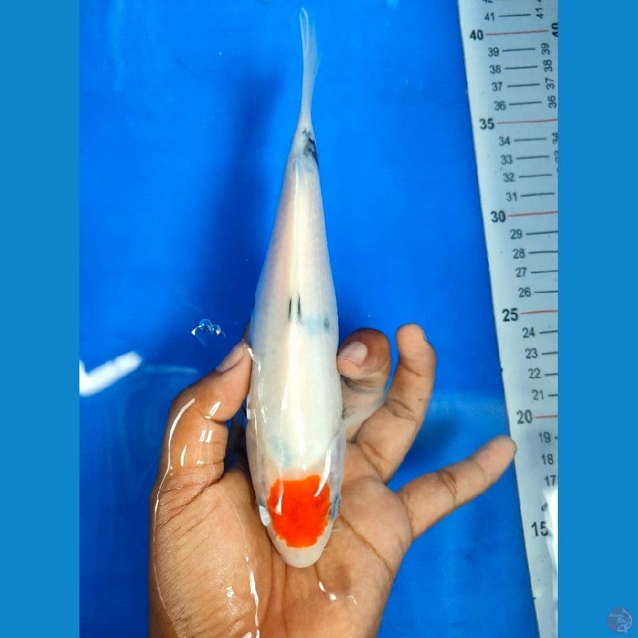 TANCO SHOWA ORIGINAL 23 CM