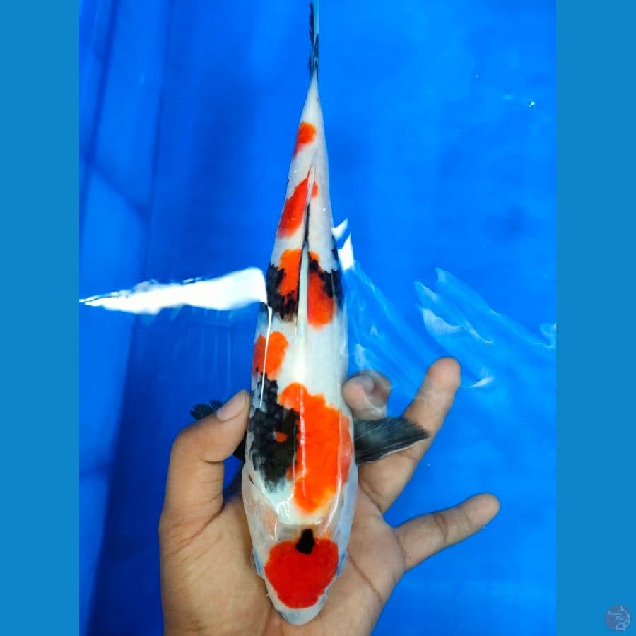 SHOWA CALON SQ 26 CM