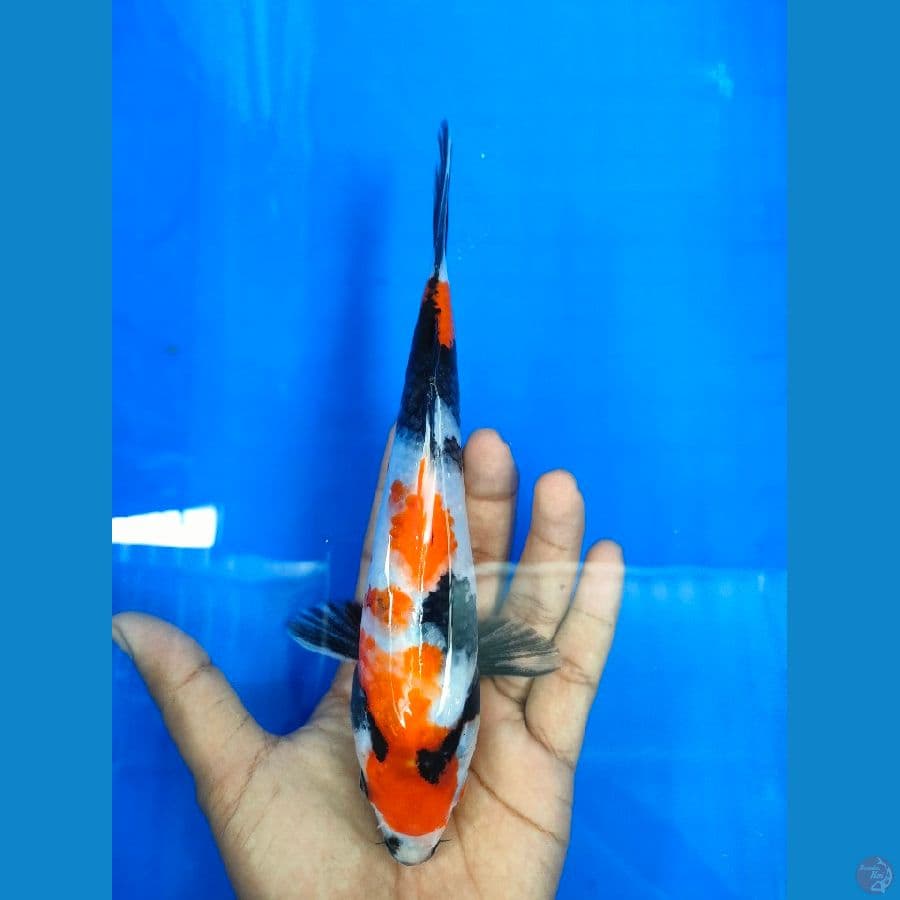 showa calon sq 23 cm