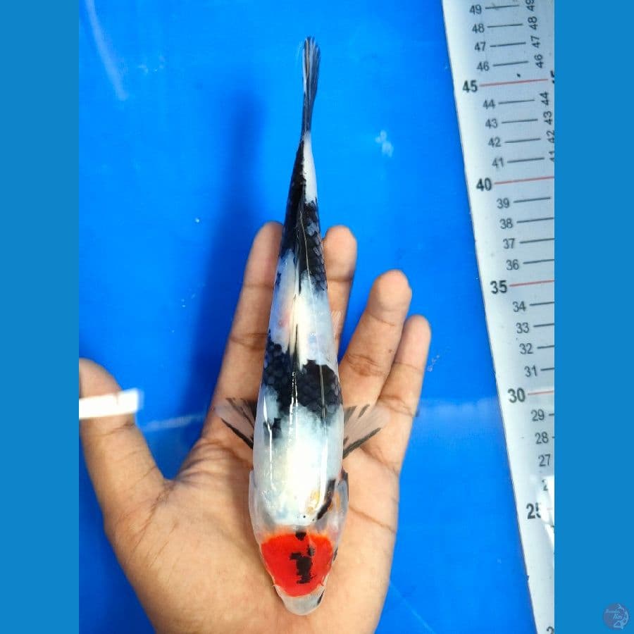 TANCO SHOWA 21CM