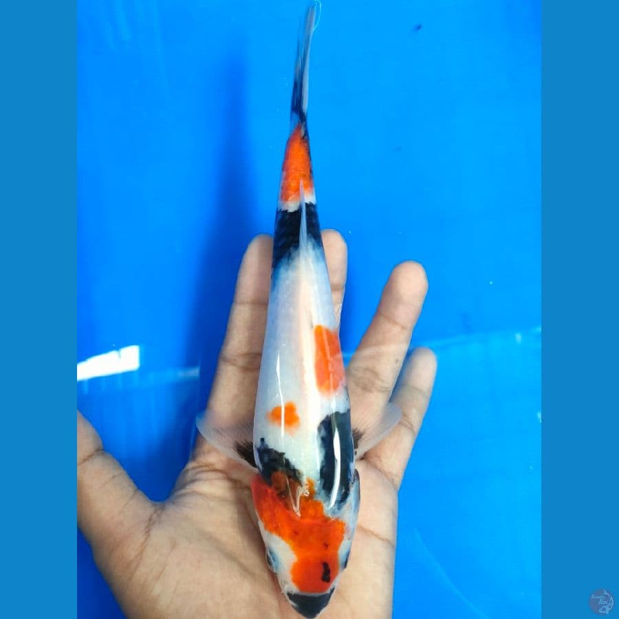 KINDAI SHOWA 20 cm calon sq