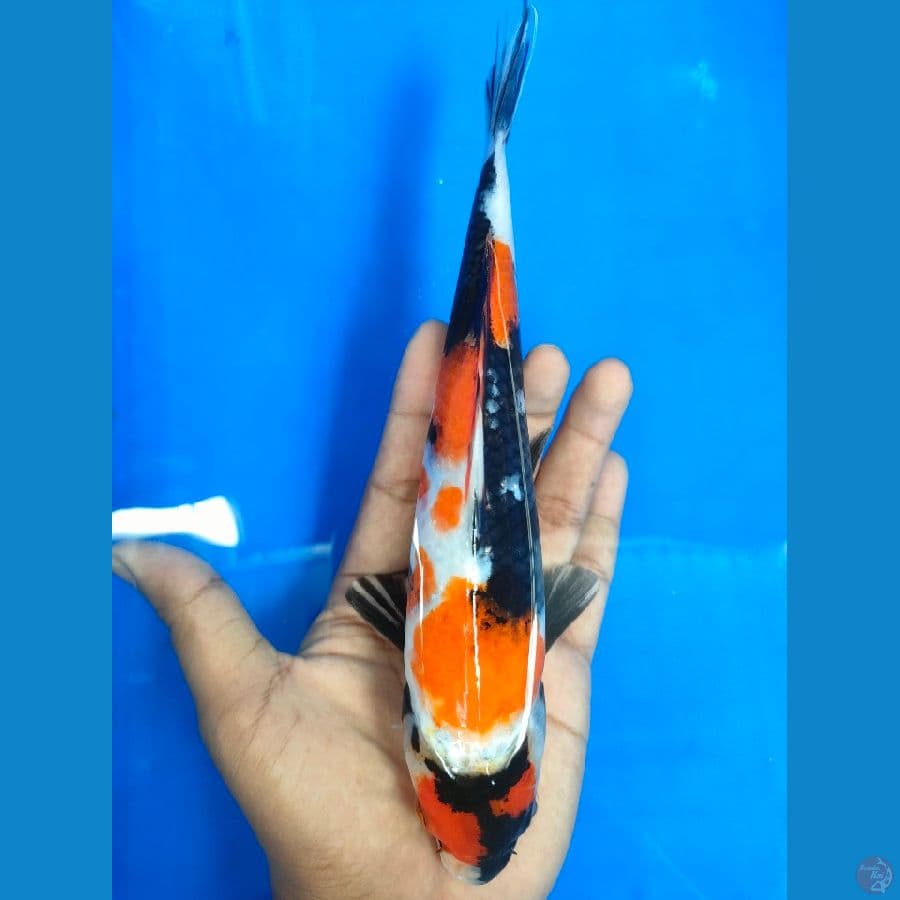 showa 23 cm hq joss
