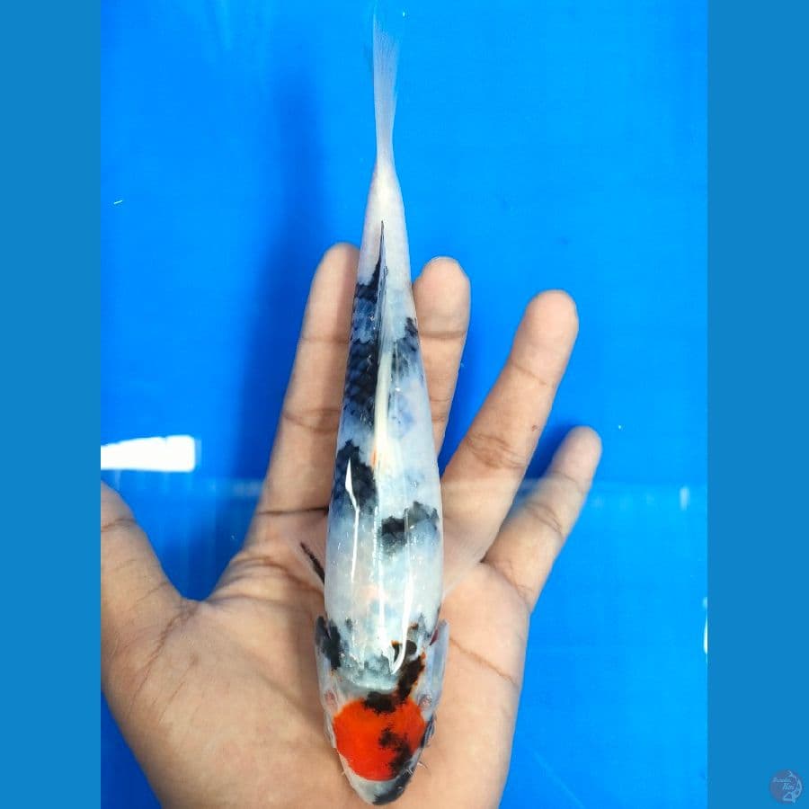 TANCO SHOWA 20 CM