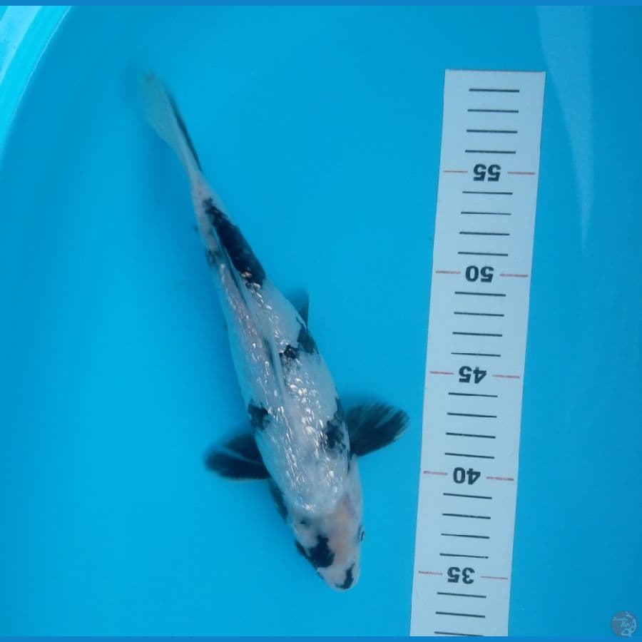 SHIRO 26CM