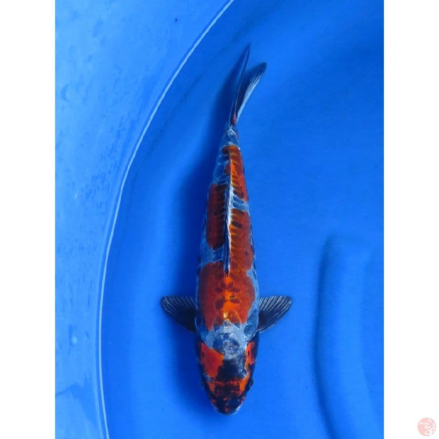 35cm , Benikiko SQ