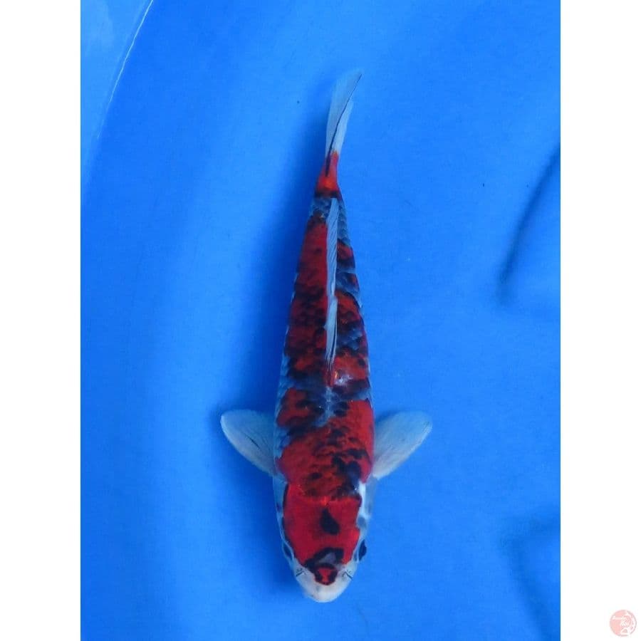 29cm , Jantan Kuro Goshiki