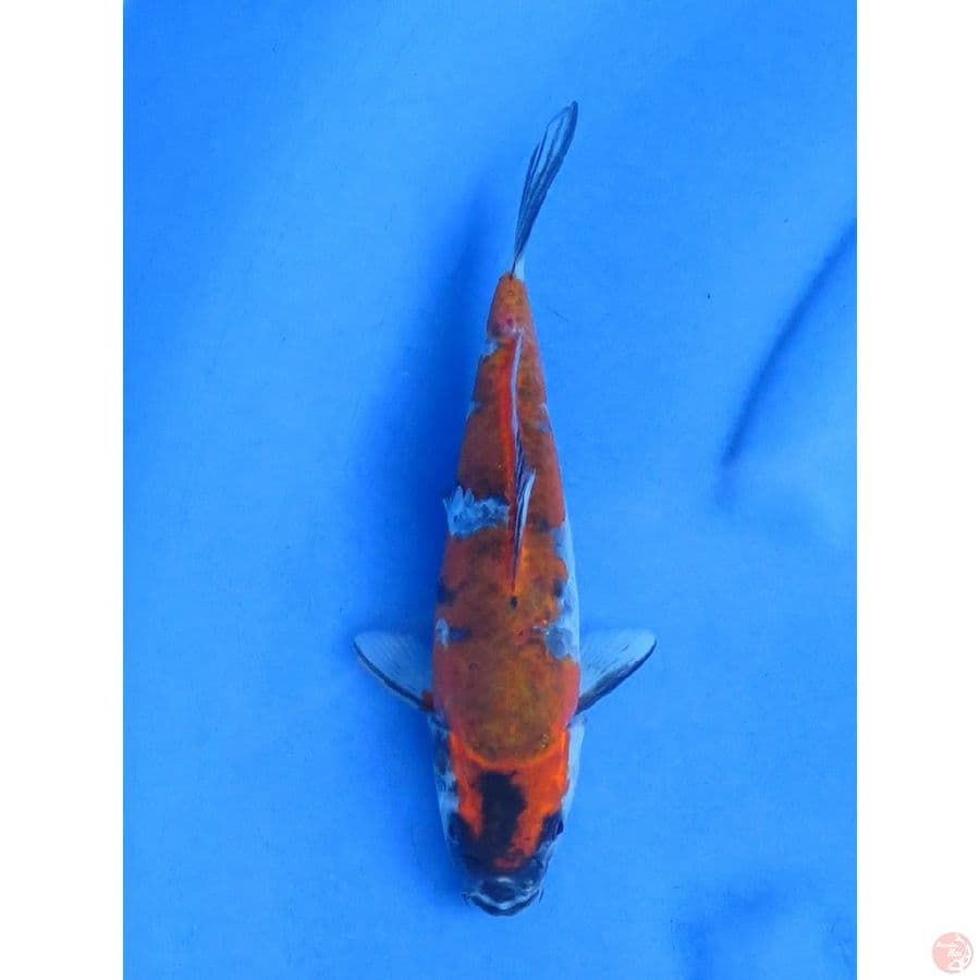 23cm , Koromo Showa langka