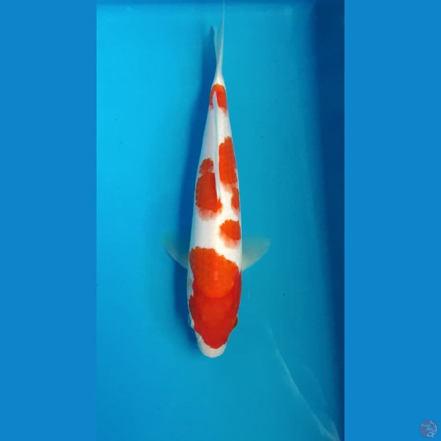 Kohaku Step 3