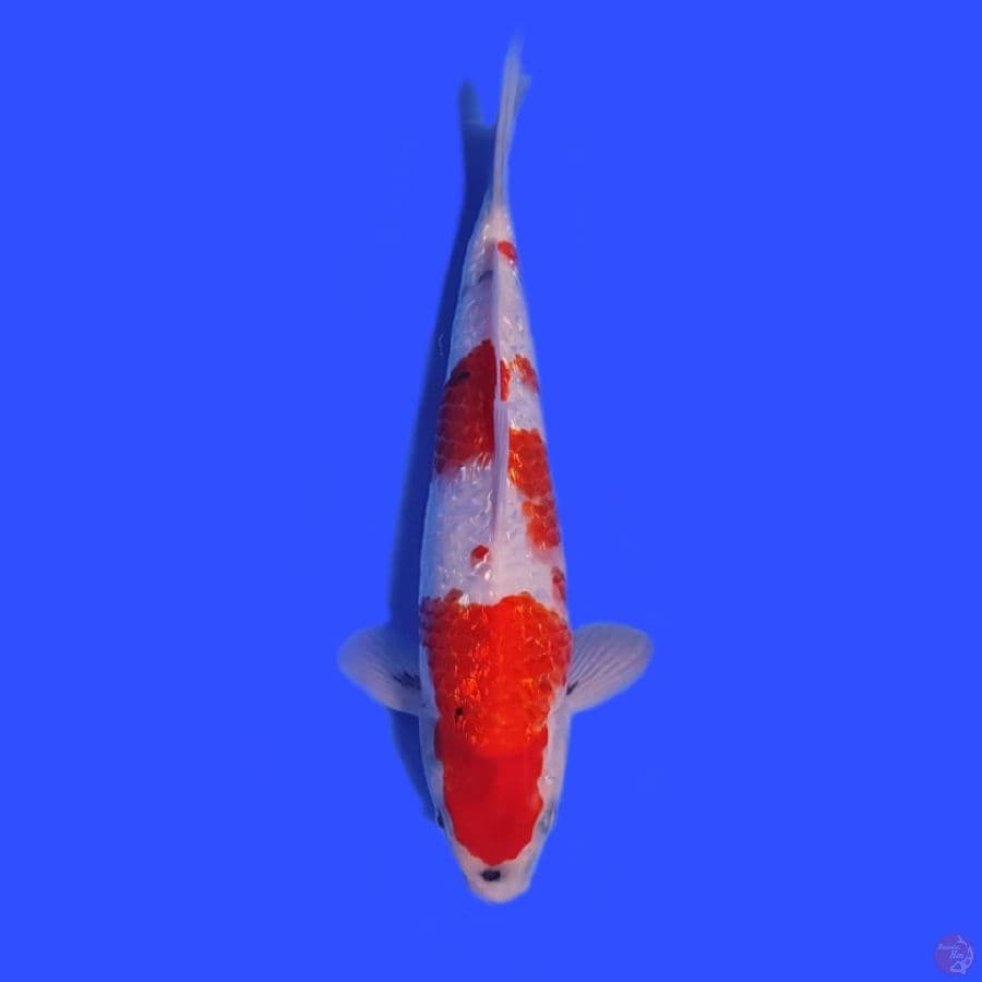 SHOWA TATEGOI GINDRIN SQ 27 CM