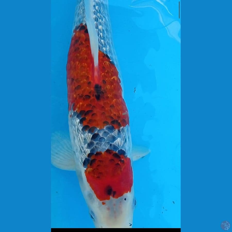 Jumbo goshiki ginrin jantan