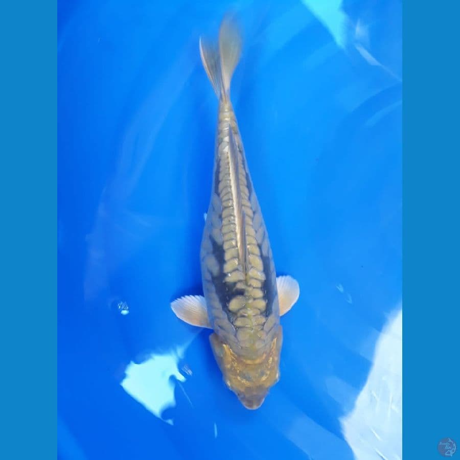 Midori 30cm