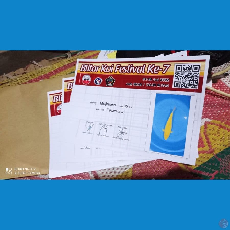 karashi .38 cm..ada sertifikat lomba 3 lembar