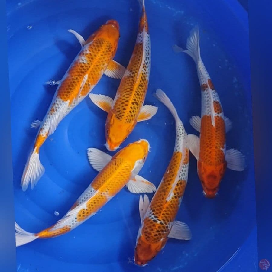 KOJAKU JUMBO 40-43CM 5EKOR
