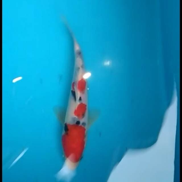 plok plok plok