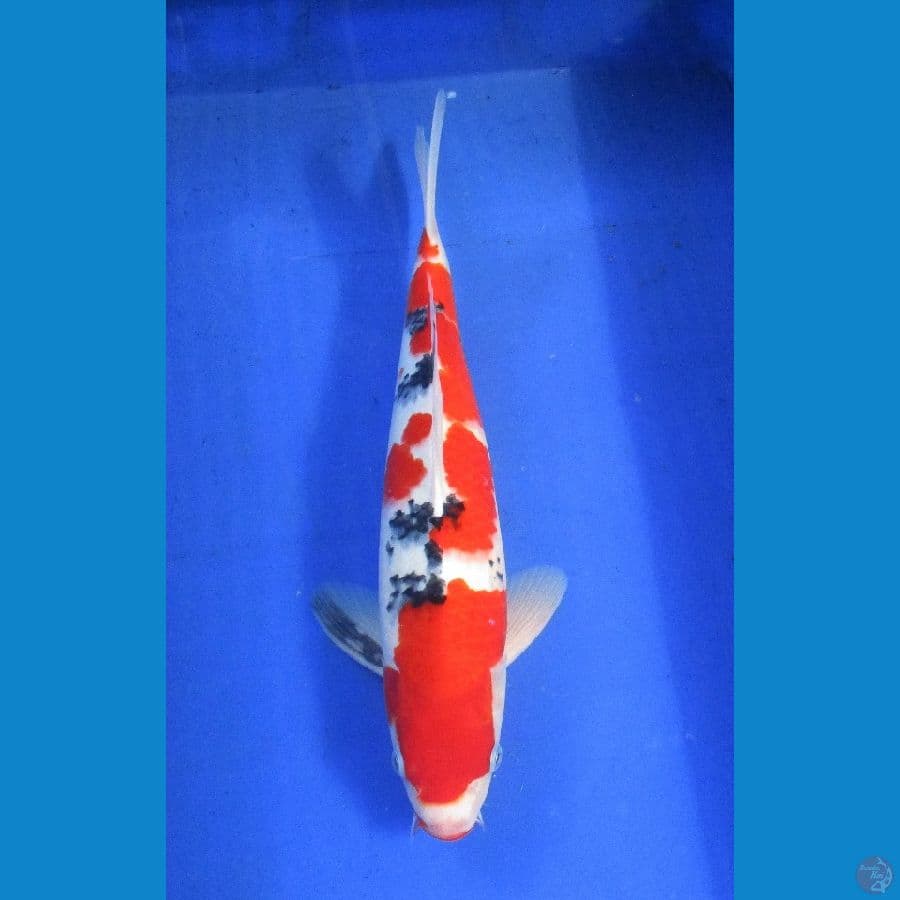 sanke ±38cm stronge