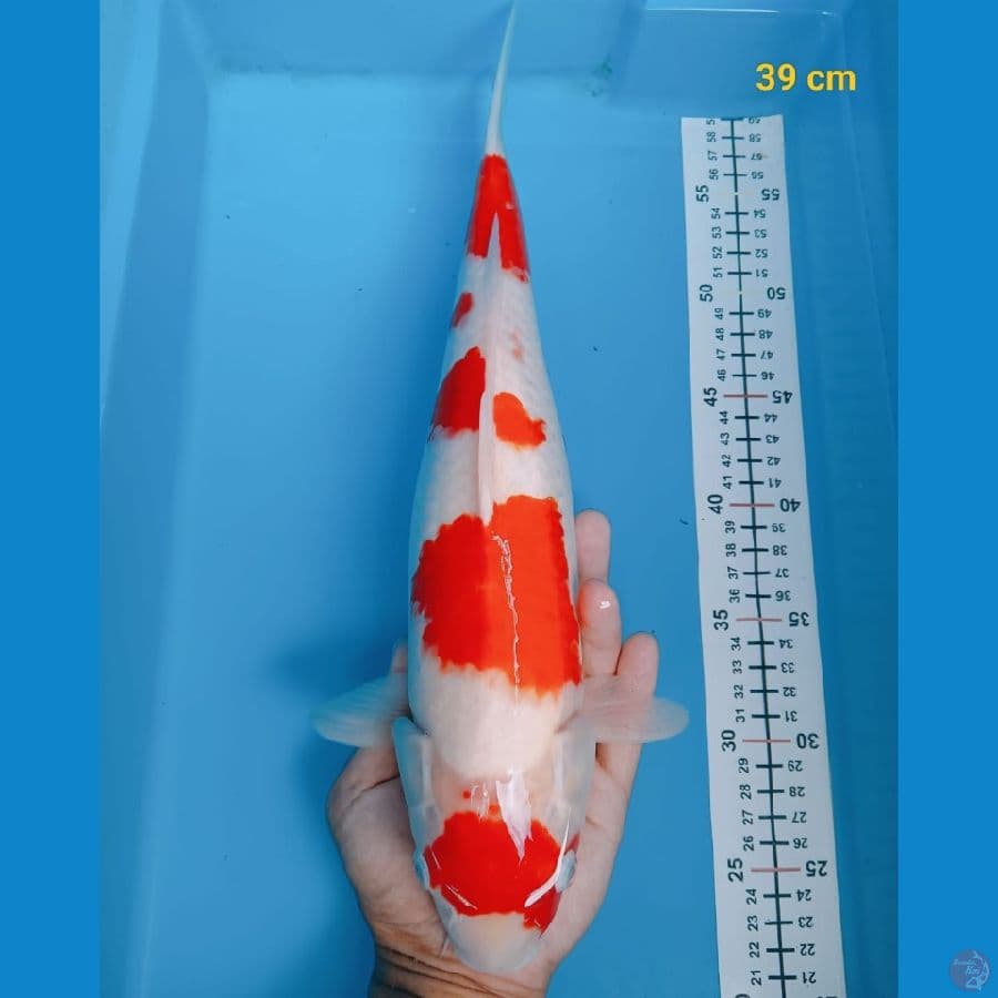 kohaku 39cm