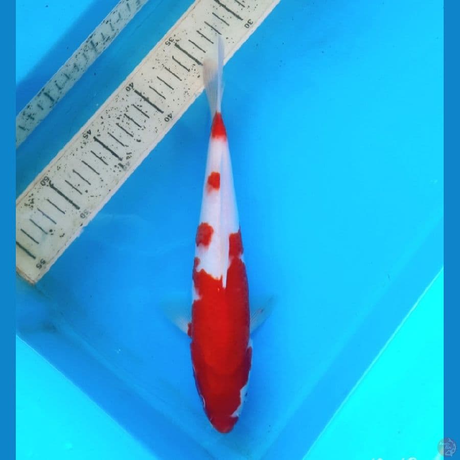 Kohaku 28cm male