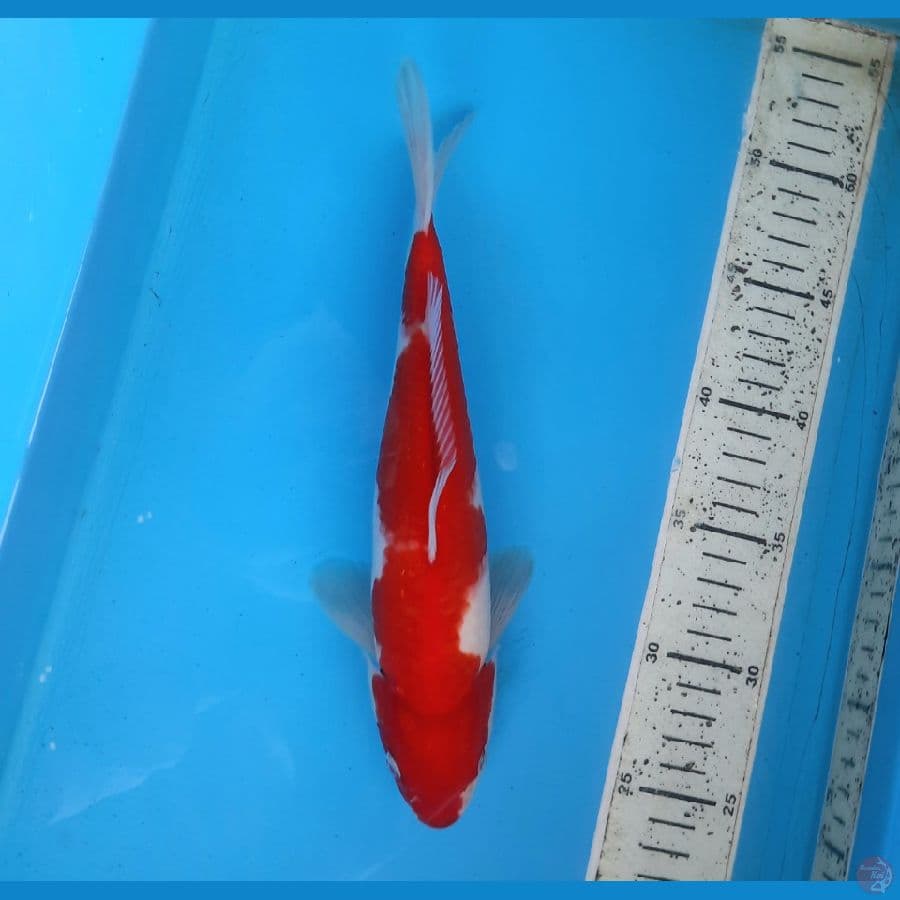 Stright kohaku 26cm