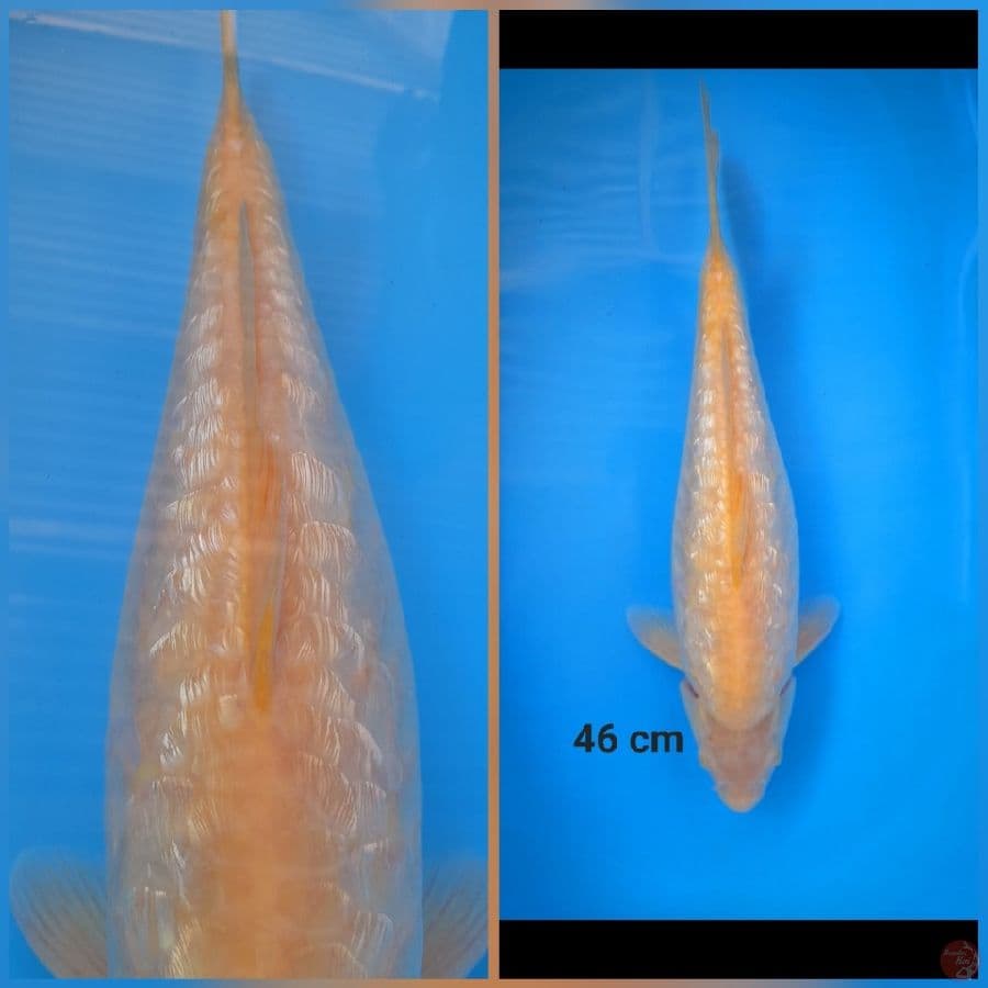 karasi ginrin aragoke mata merah