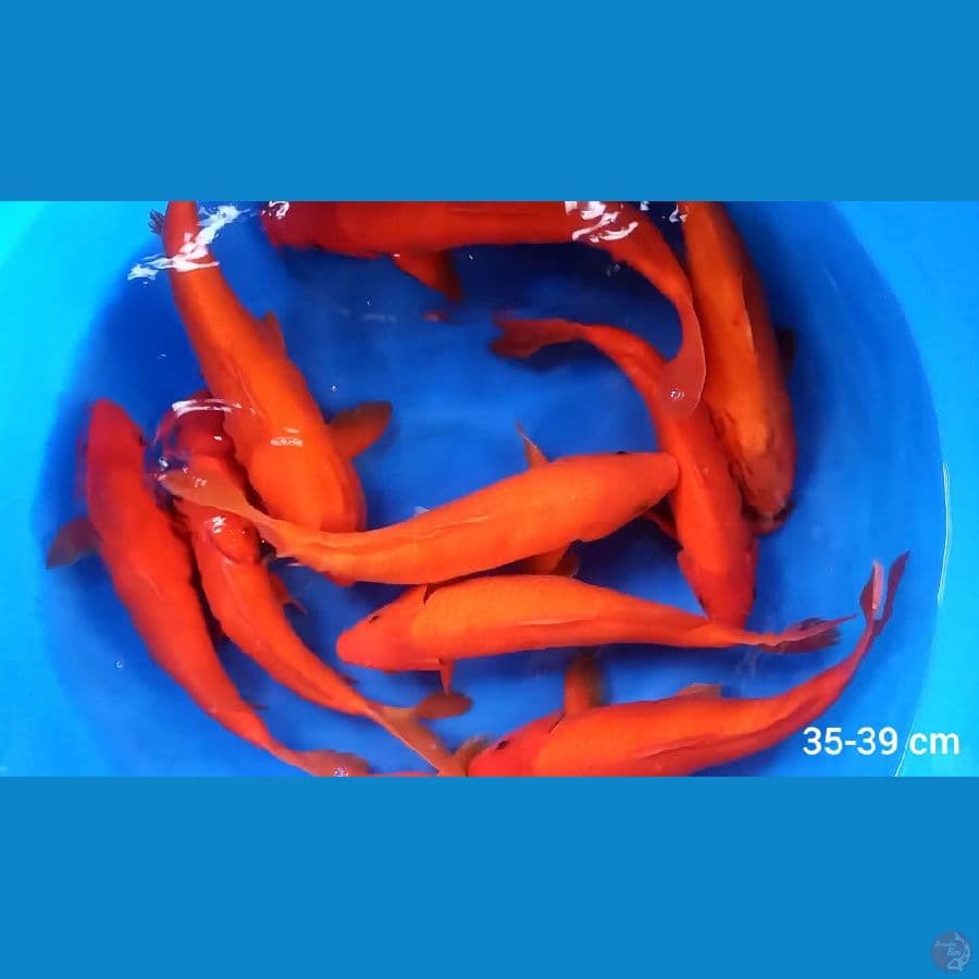 10 Ekor Red karashi F1 marusei