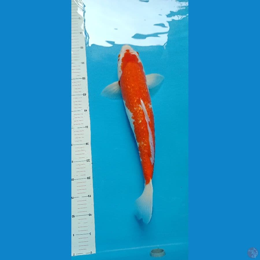 kohaku ginrin ,55cm, serti narita,,indukan