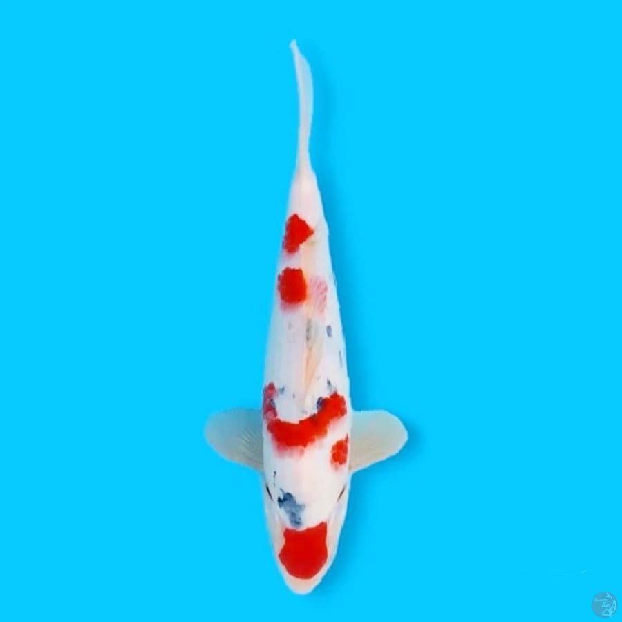 Tancho Sanke 32 Male